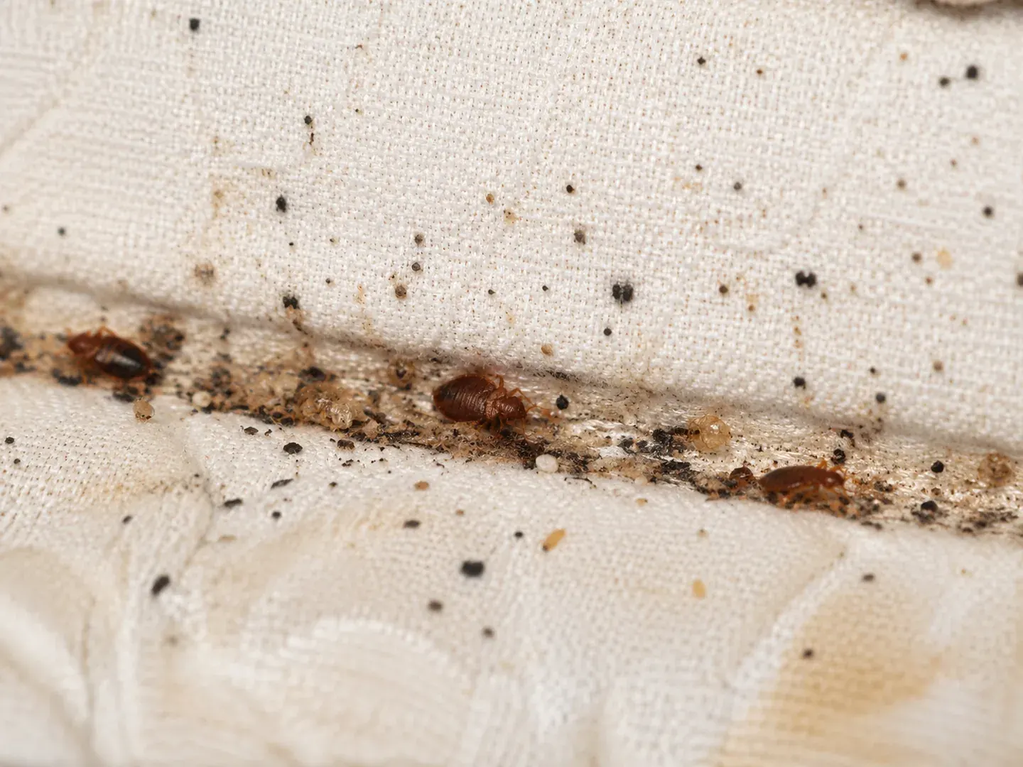 Xinxes, ous, mudes i excrements foscos acumulats en una costura
