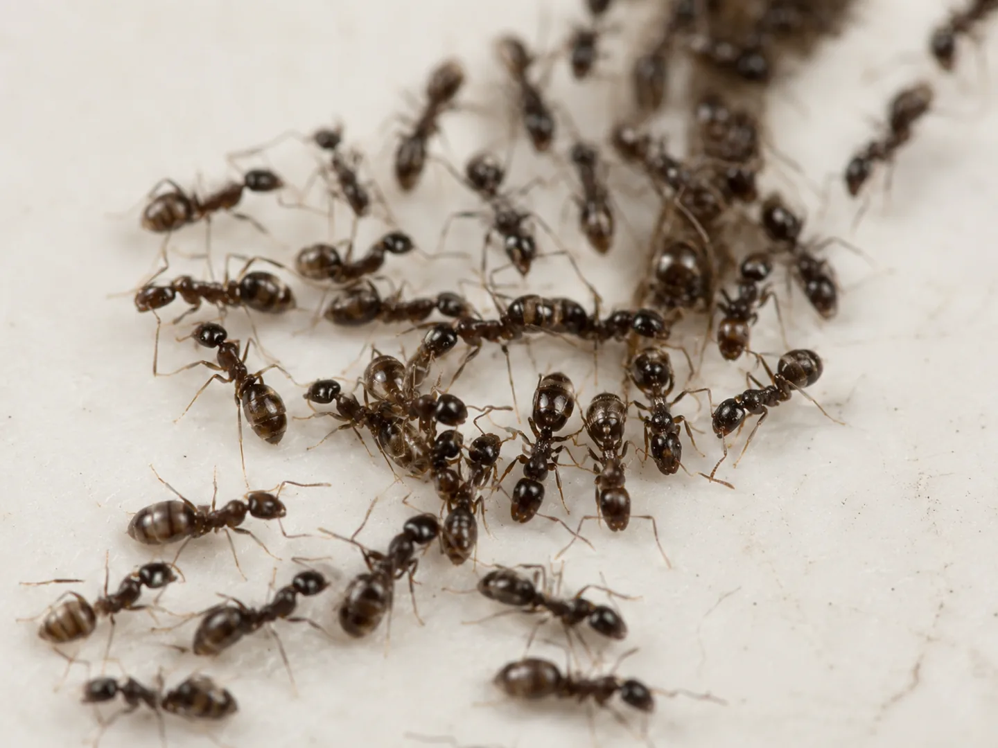 Grupo de hormigas argentinas de la misma especie reunidas sobre una superficie clara