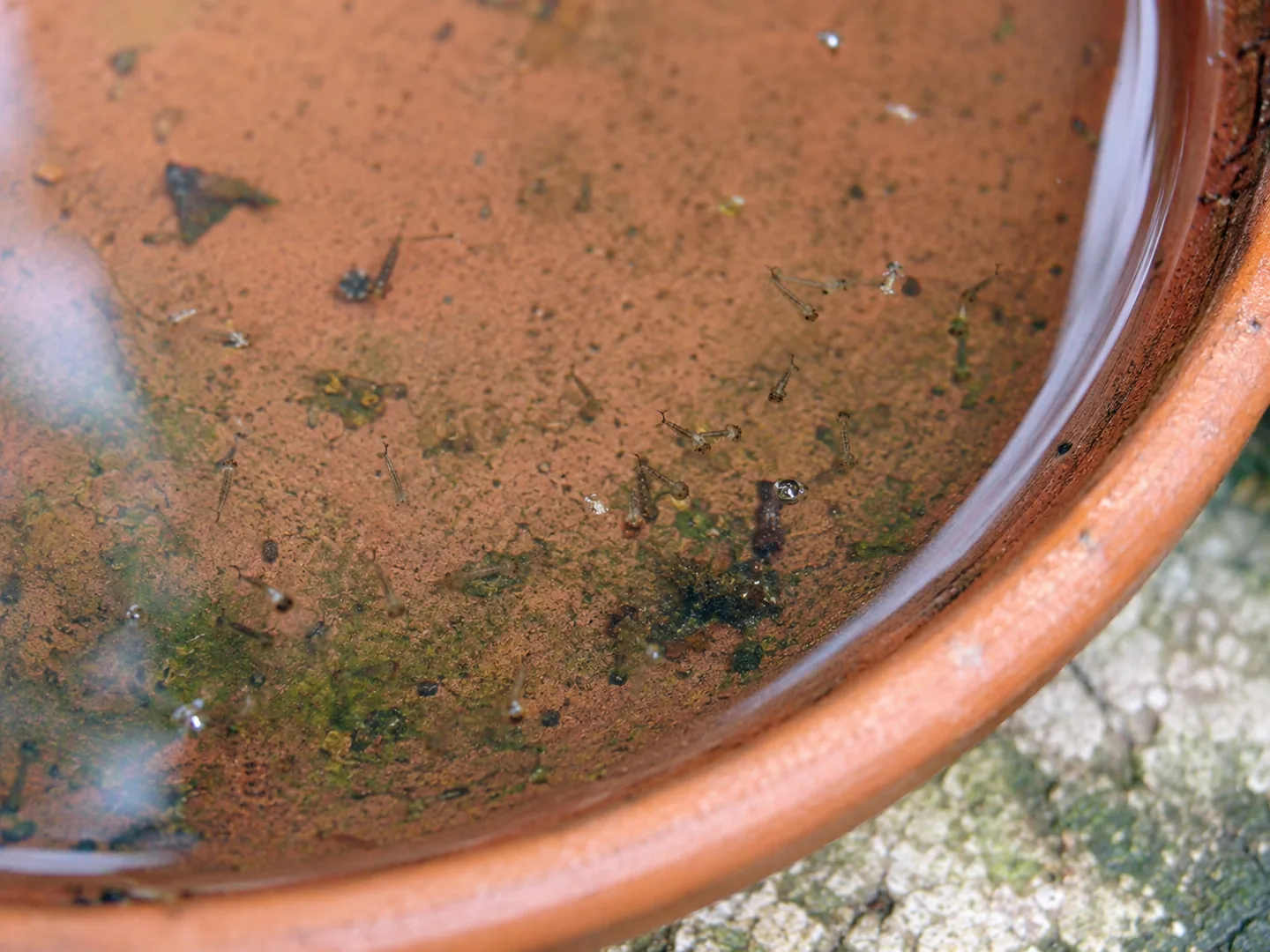 Larves de mosquit en aigua estancada dins d’un plat de terracota