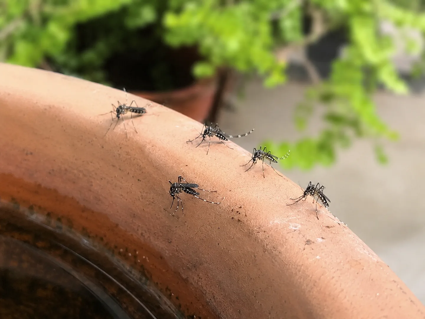 Diversos mosquits tigre posats a la vora humida d’un test exterior