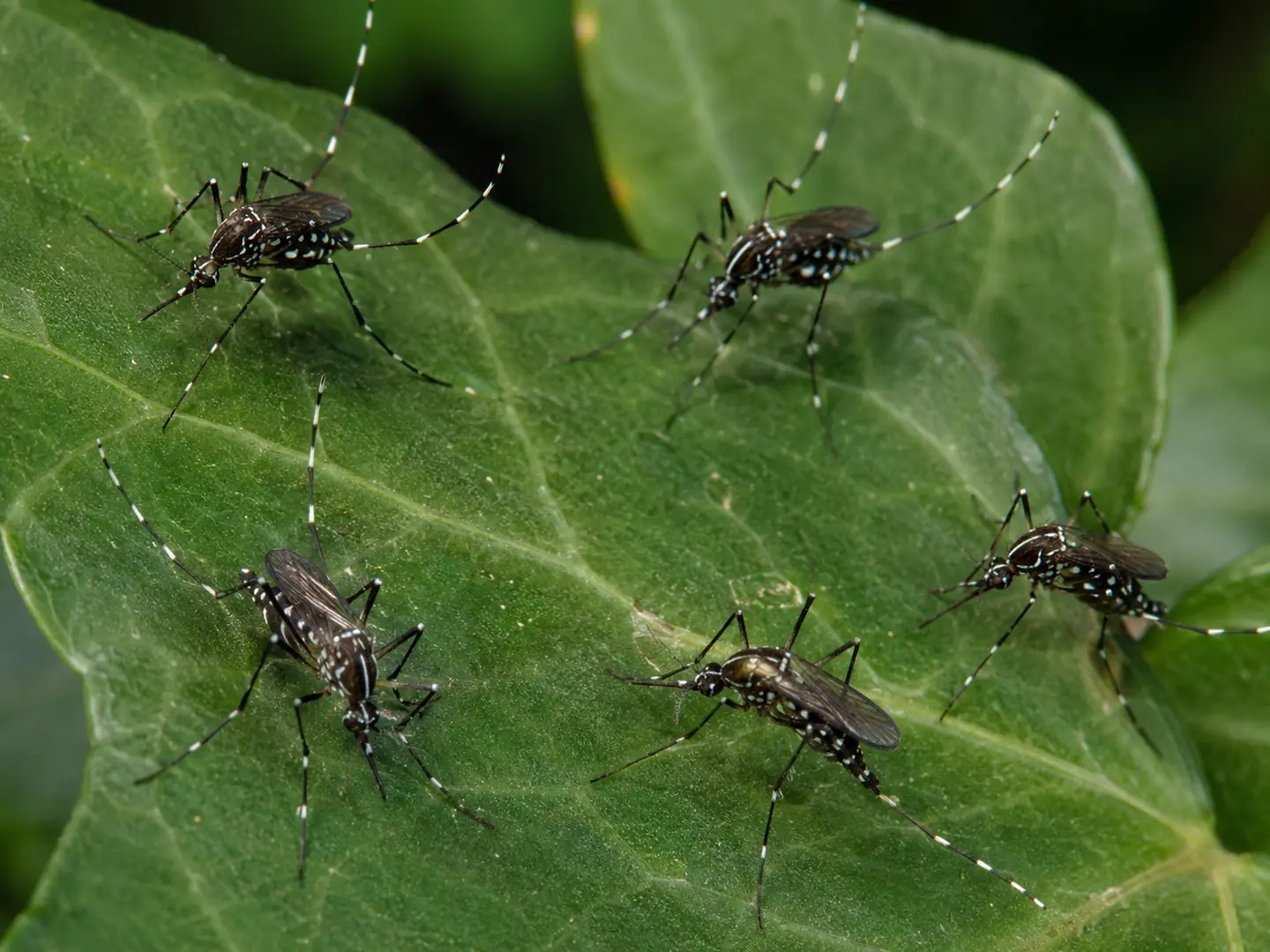 Diversos mosquits tigre Aedes albopictus posats sobre una fulla d’heura