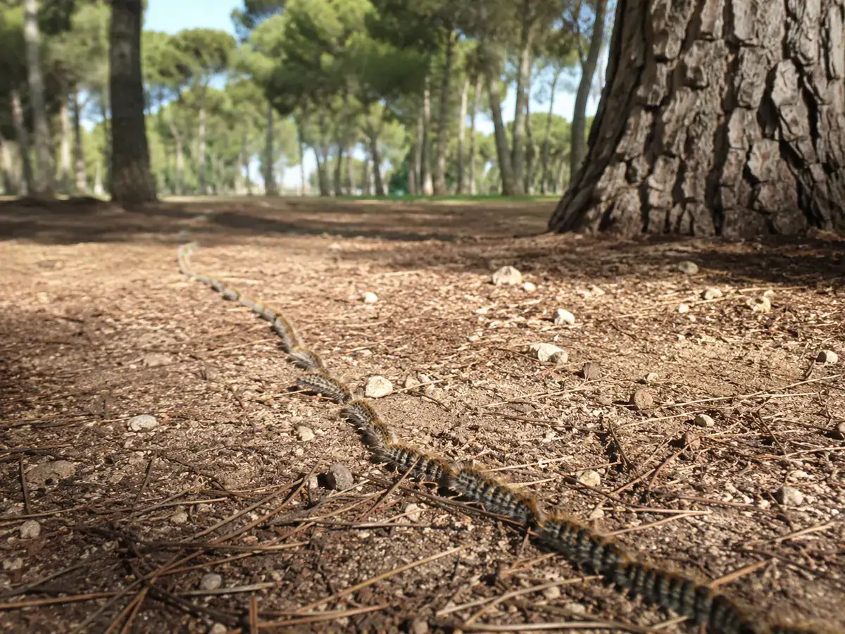 Processó lineal d’erugues de processionària desplaçant-se pel terra