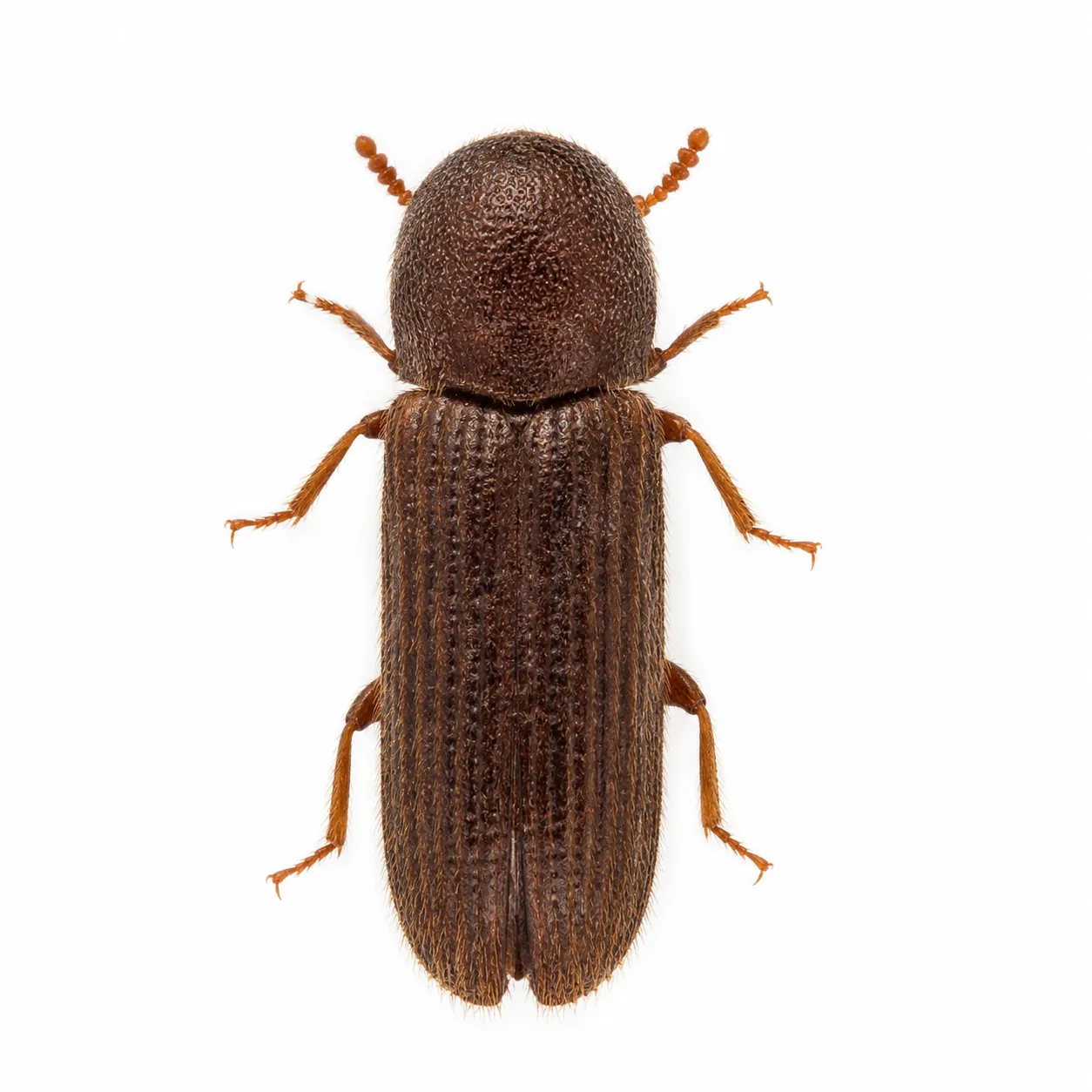 Carcoma común Anobium punctatum aislada sobre fondo blanco