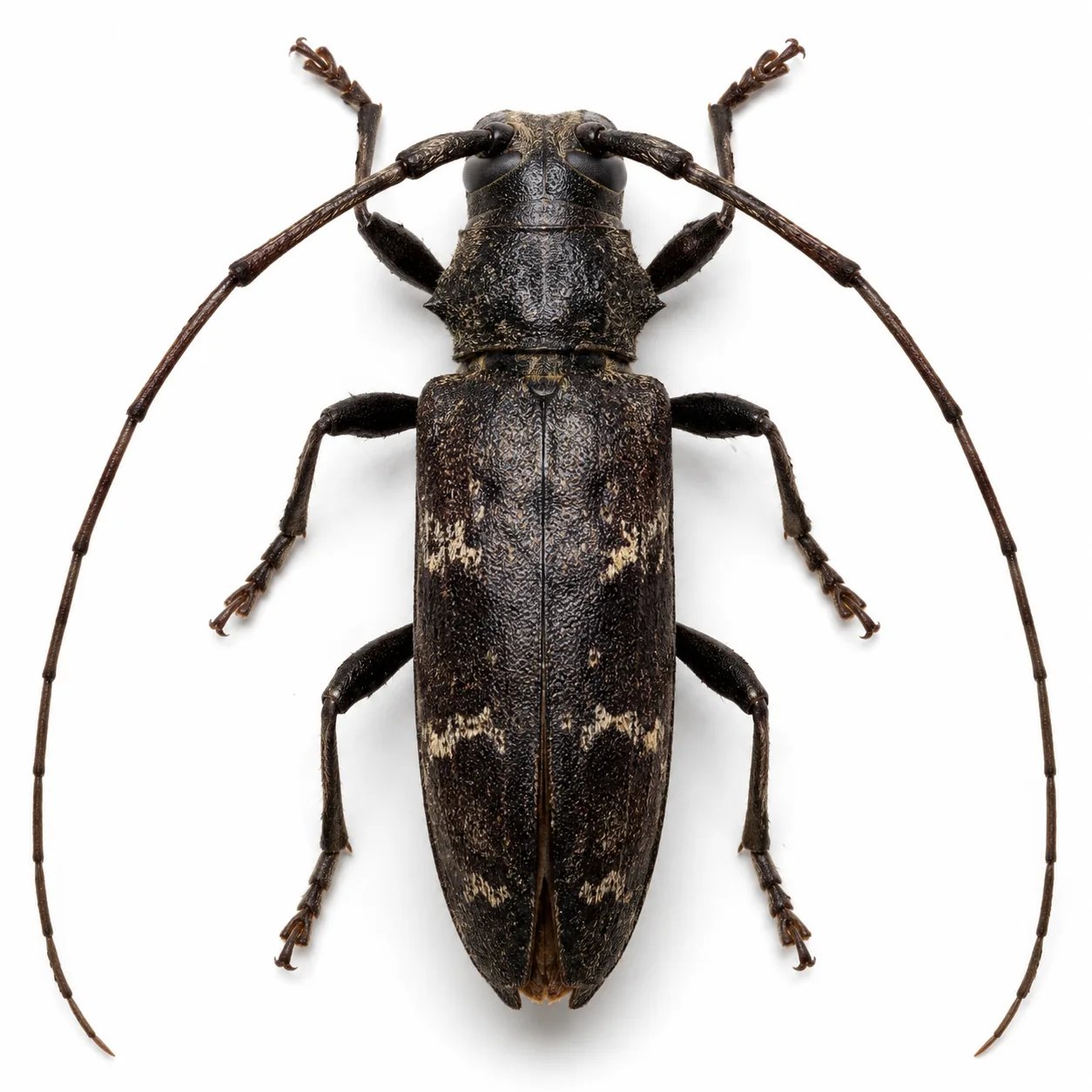 Capricornio Hylotrupes bajulus aislado sobre fondo blanco