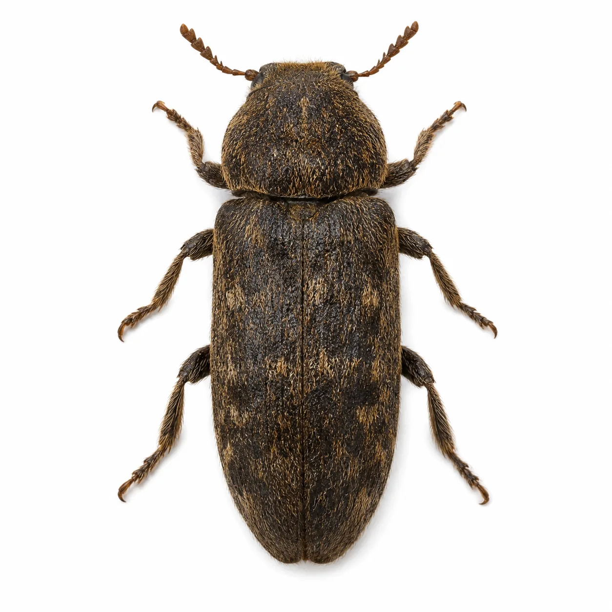 Reloj de la muerte Xestobium rufovillosum aislado sobre fondo blanco