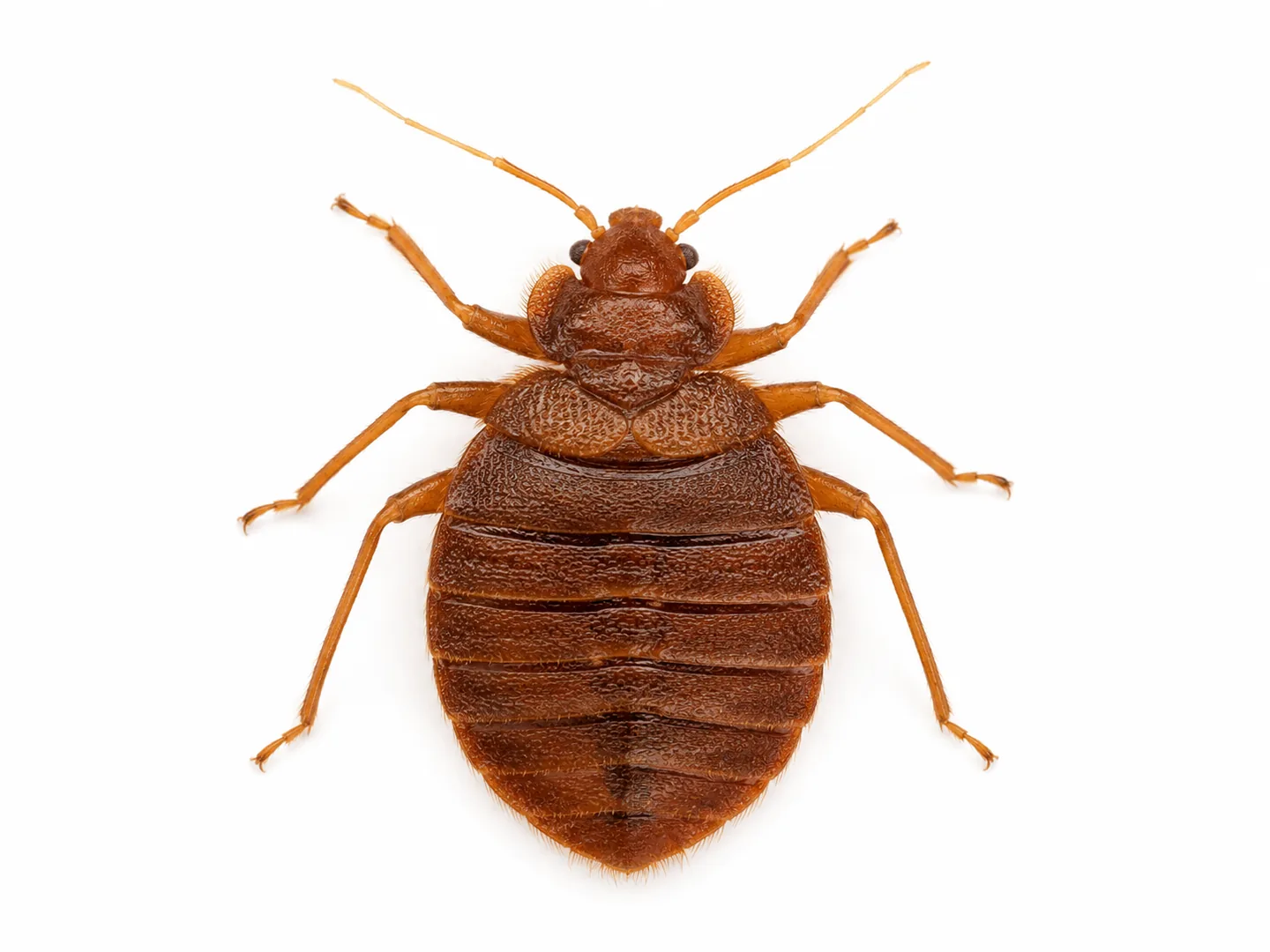 Xinxa del llit comuna Cimex lectularius aïllada sobre fons blanc per identificar-la