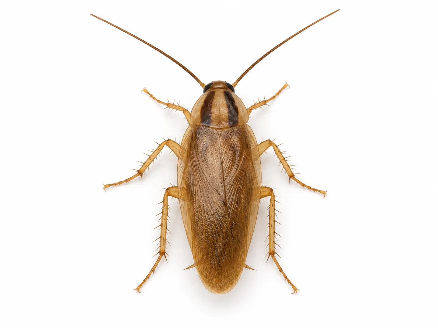 Panerola alemanya Blattella germanica aïllada sobre fons blanc per identificar-la