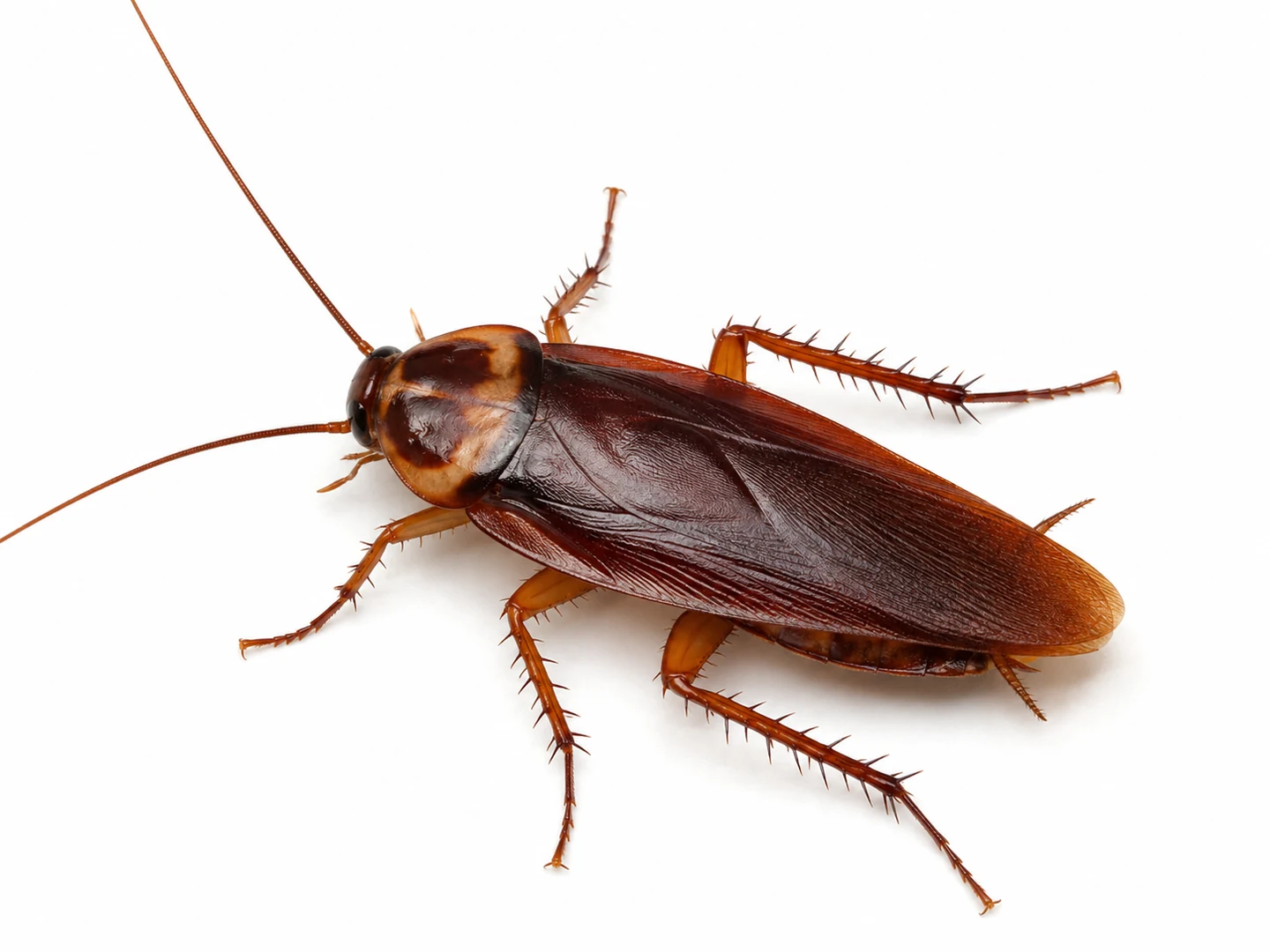 Panerola americana Periplaneta americana aïllada sobre fons blanc per identificar-la