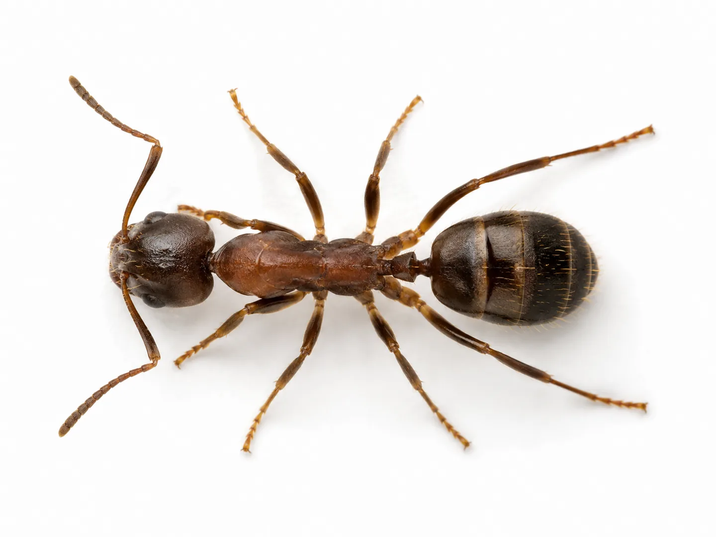 Hormiga argentina Linepithema humile aislada sobre fondo blanco para su identificación