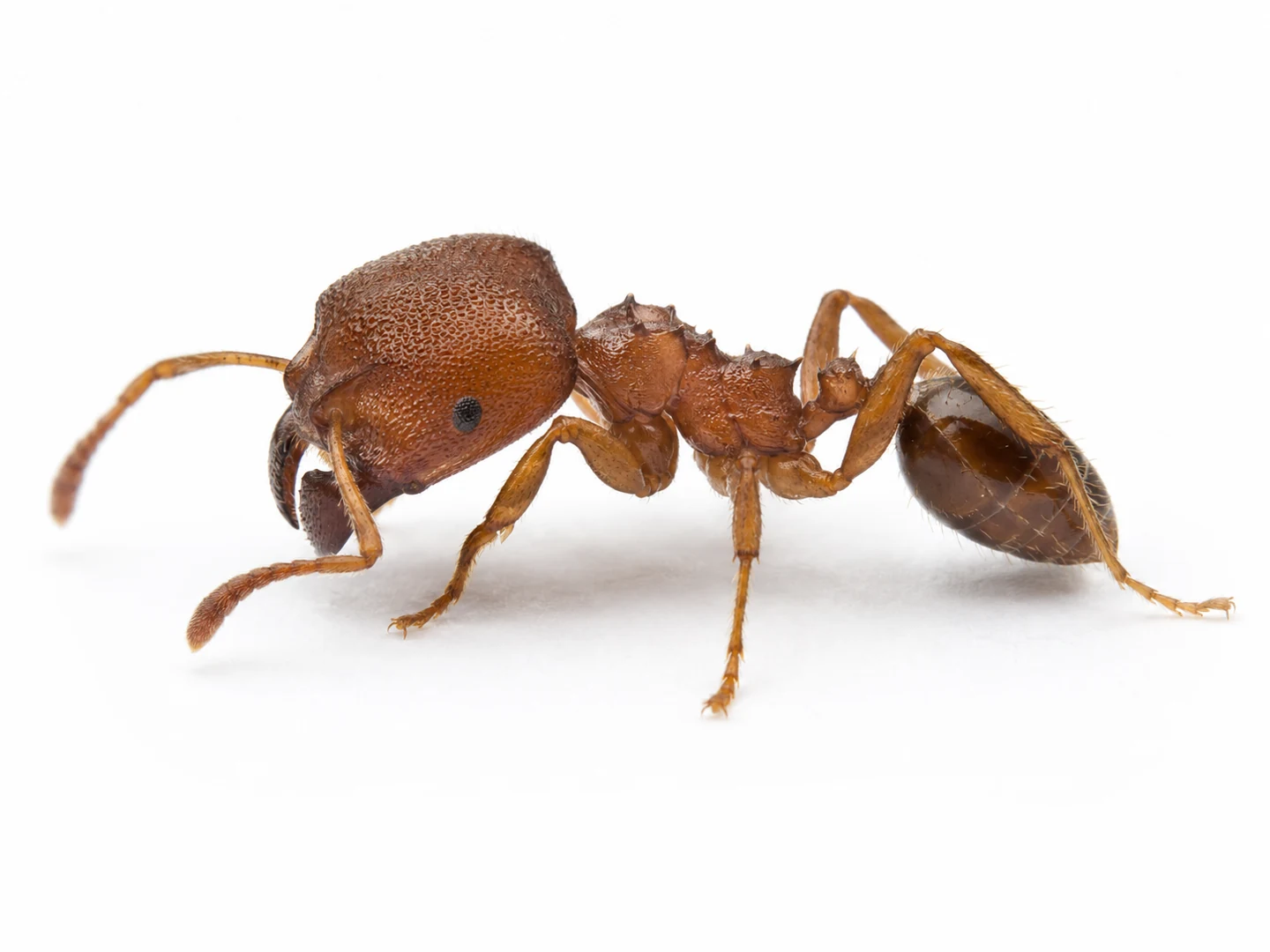 Soldado de hormiga cabezona mediterránea Pheidole pallidula aislado sobre fondo blanco