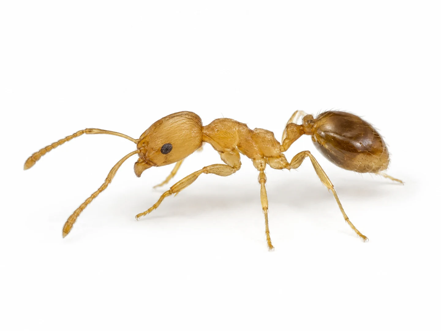 Hormiga faraón Monomorium pharaonis aislada sobre fondo blanco para su identificación
