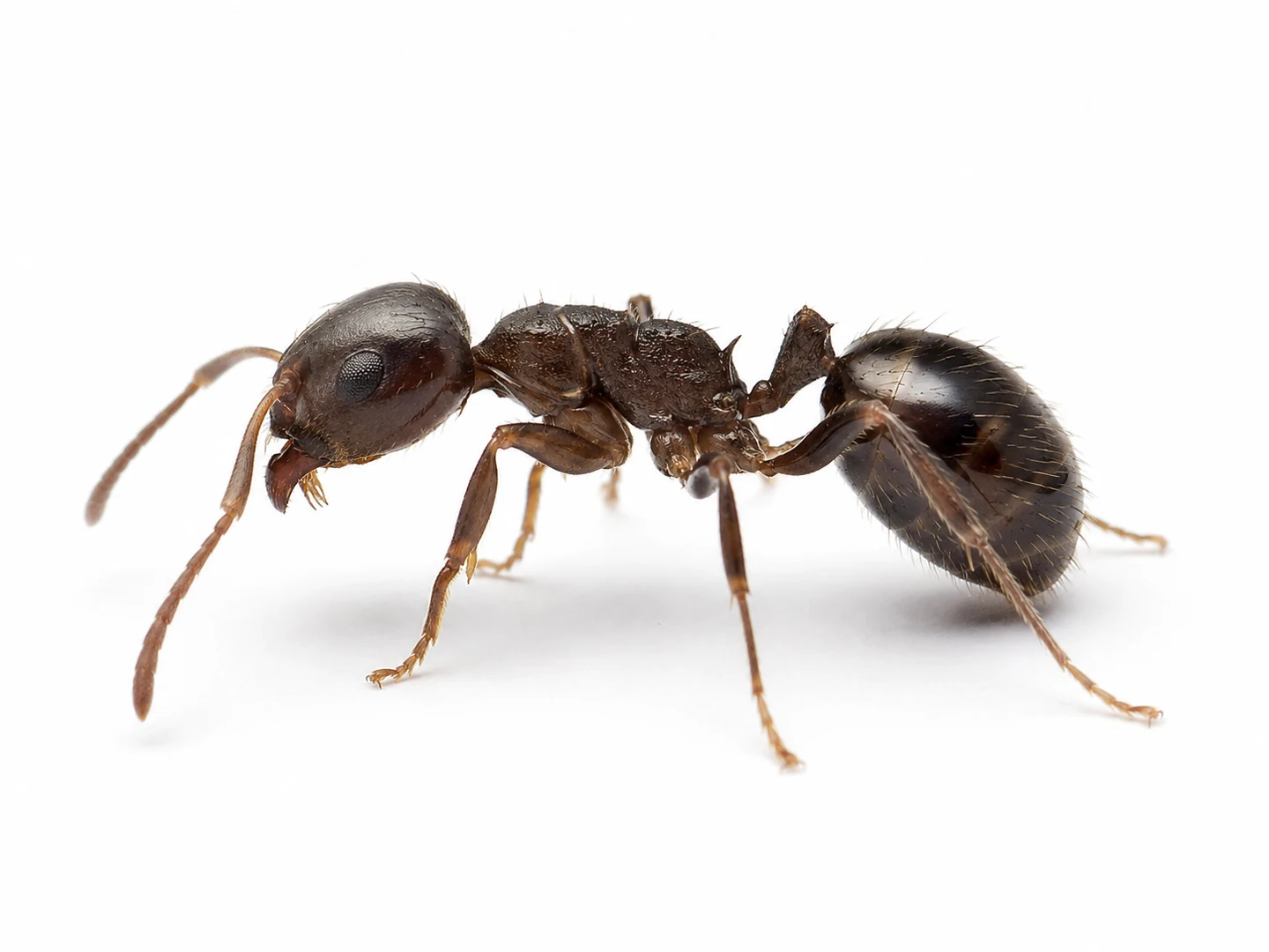 Hormiga invasora de jardín Lasius neglectus aislada sobre fondo blanco para su identificación