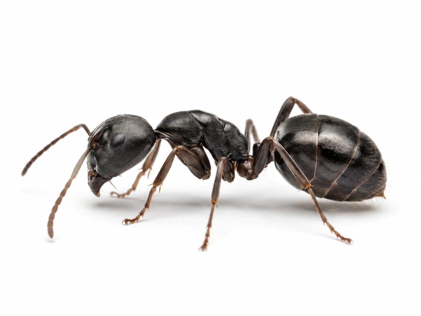 Hormiga negra de jardín Lasius niger aislada sobre fondo blanco para su identificación