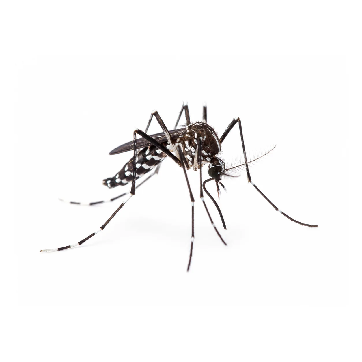 Mosquit Aedes aegypti aïllat sobre fons blanc per a identificació visual
