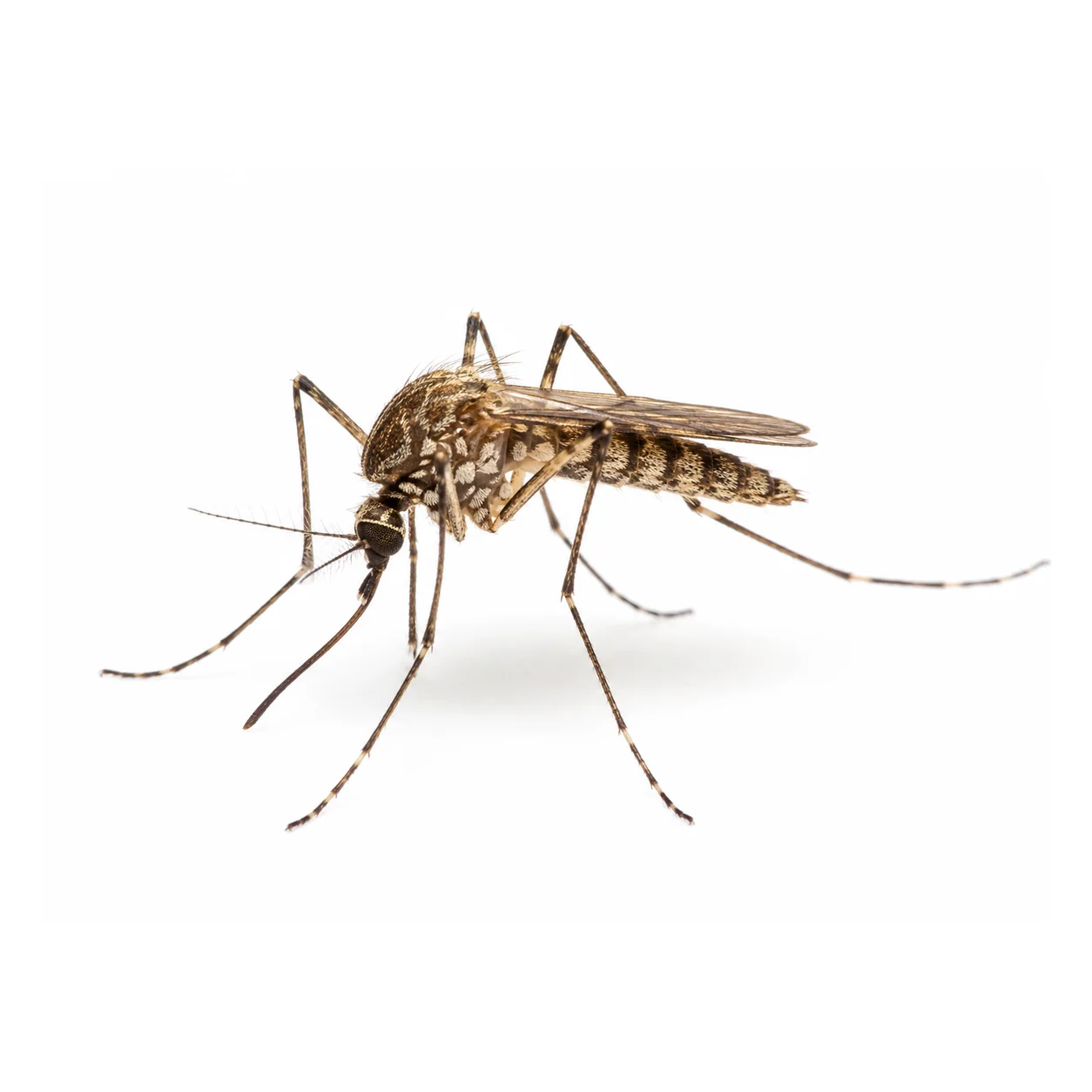 Mosquit del gènere Anopheles aïllat sobre fons blanc per a identificació visual
