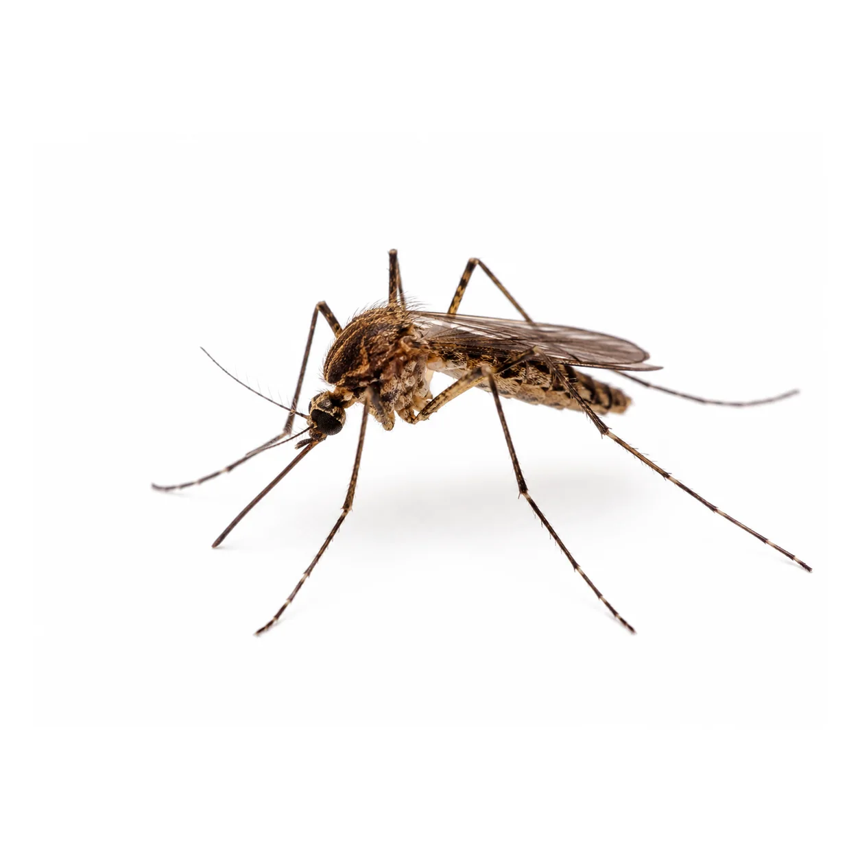 Mosquit comú Culex pipiens aïllat sobre fons blanc per a identificació visual
