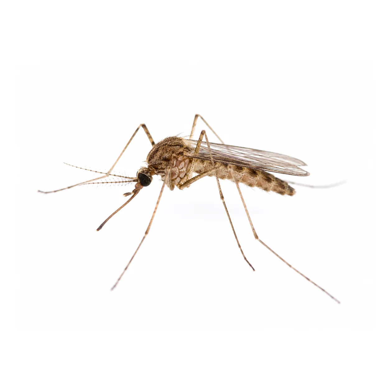 Mosquit culícid local aïllat sobre fons blanc per a orientació visual