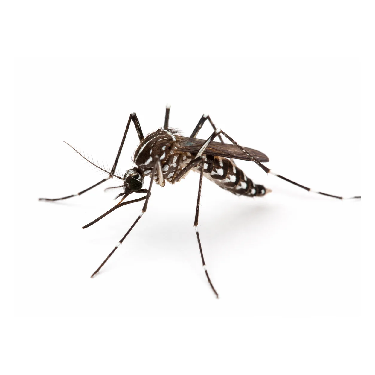 Mosquit tigre Aedes albopictus aïllat sobre fons blanc per a identificació visual