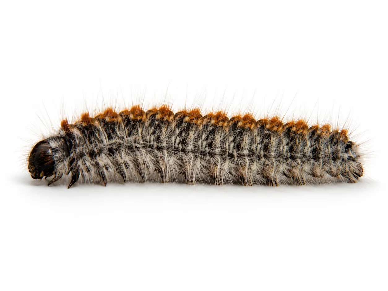 Larva de Thaumetopoea pityocampa aïllada sobre fons blanc