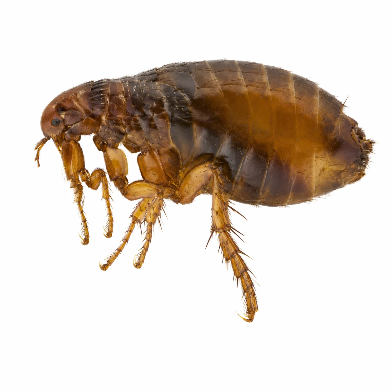 Puça del gos Ctenocephalides canis aïllada sobre fons blanc per a la identificació morfològica