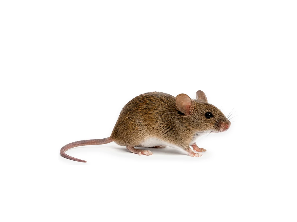 Ratón doméstico Mus musculus aislado sobre fondo blanco