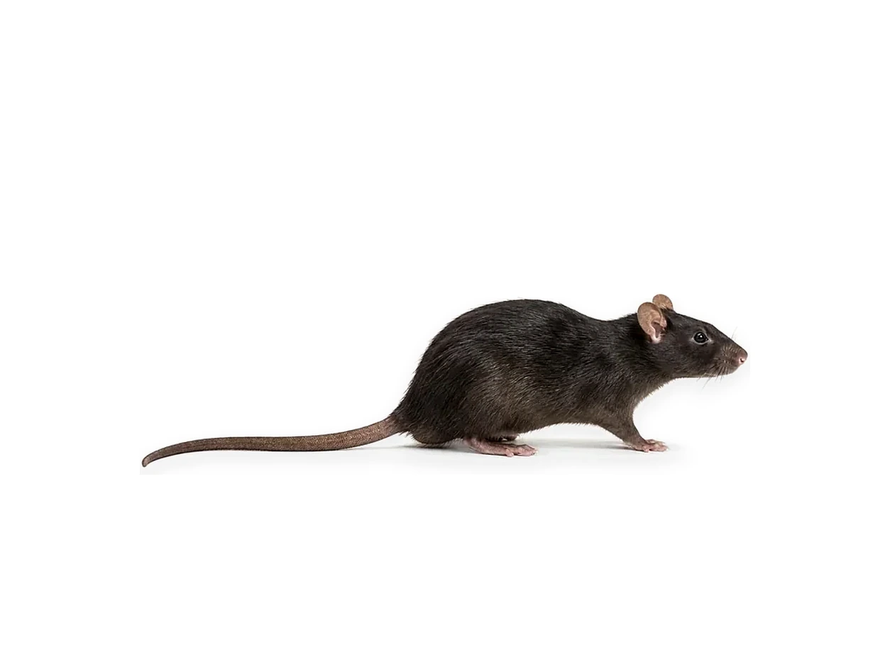 Rata negra Rattus rattus aislada sobre fondo blanco