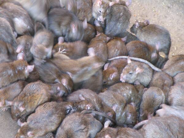 Desinfectar plagas de ratas en Barcelona