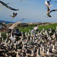 aves_urbanas_gaviotas_2_200x200 aves_urbanas_gaviotas_2_200x200