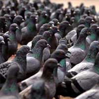 aves_urbanas_palomas_2_200x200 aves_urbanas_palomas_2_200x200