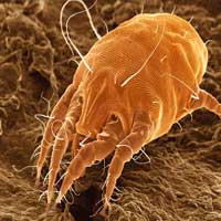 acaros_eliminar_fumigar_polvo_cama_200x200_otodectes_cynotis acaros_eliminar_fumigar_polvo_cama_200x200_otodectes_cynotis