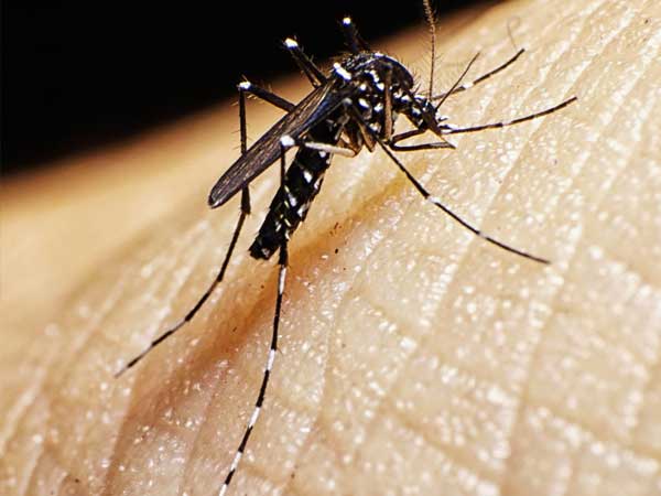 Control de plagas de mosquitos