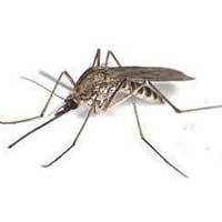 Eliminar Mosquito Anopheles