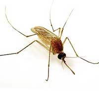 Eliminar mosquito comun