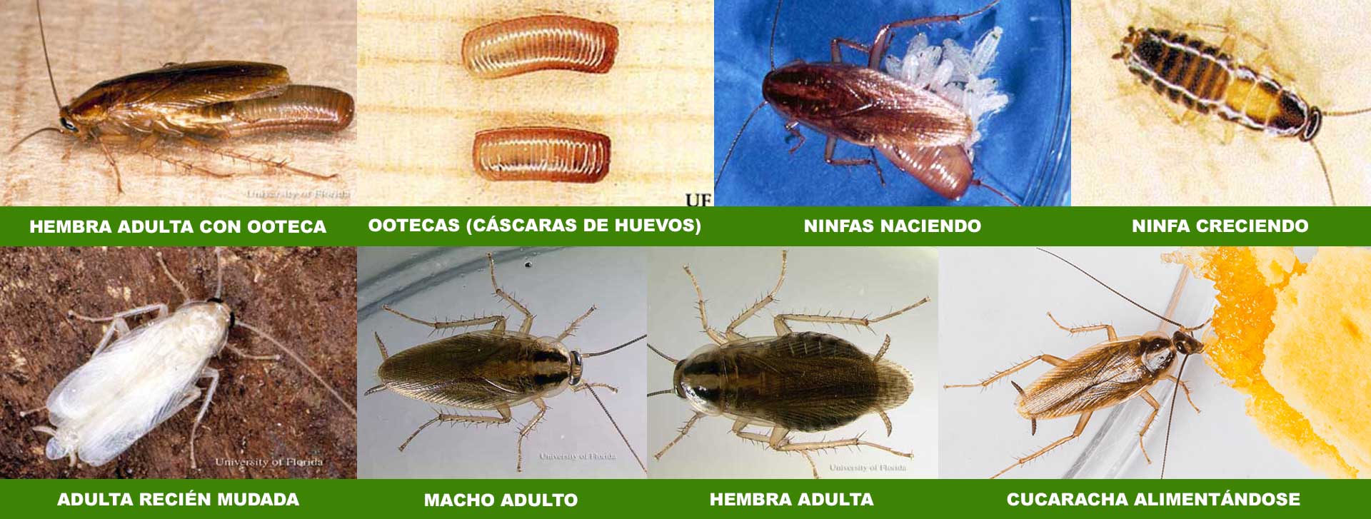 Cucarachas - Información evolución desde que nacen