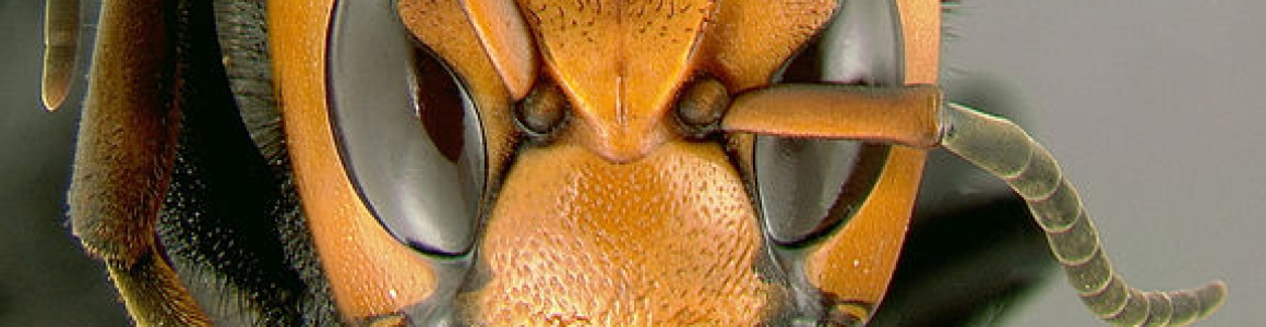 Así es la avispa mandarina, más peligrosa y agresiva que la velutina